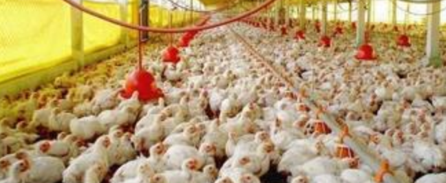 Agricultura asegura importación de pollo es necesaria para mantener precio estable